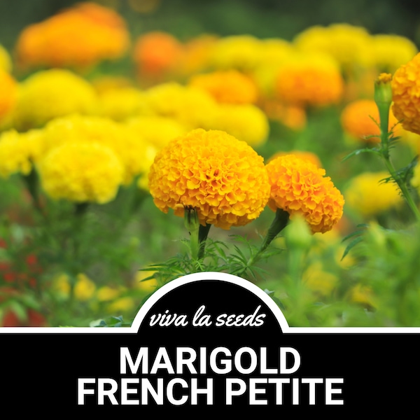 Marigold, French Petite | 100 Seeds | Medicinal Herb | Heirloom | Tagetes patula