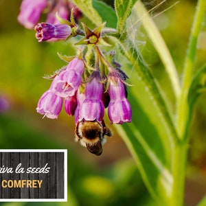 May include: A close-up of a bee pollinating pink comfrey flowers. The flowers are in bloom and the bee is covered in pollen. The text "viva la seeds COMFREY" is visible in the lower left corner of the image.