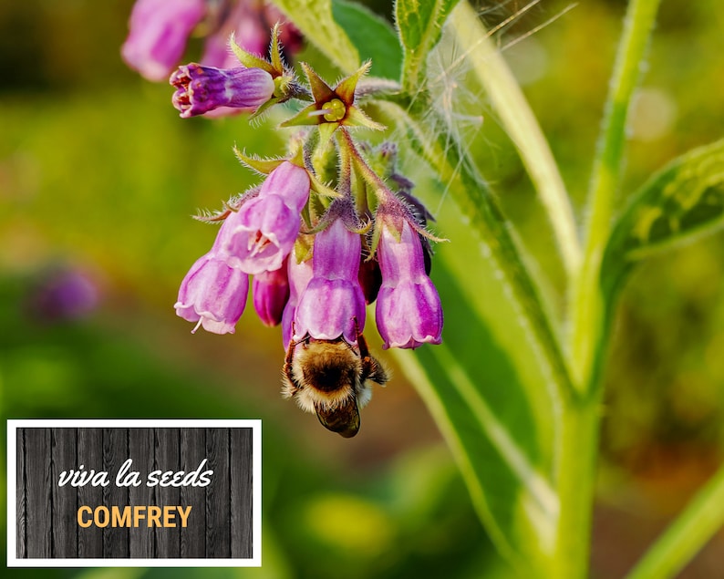 May include: A close-up of a bee pollinating pink comfrey flowers. The flowers are in bloom and the bee is covered in pollen. The text "viva la seeds COMFREY" is visible in the lower left corner of the image.