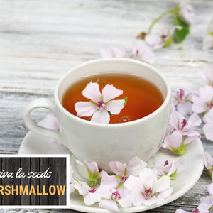 May include: A white teacup with a pink flower floating in a cup of tea. The teacup is on a white saucer surrounded by pink flowers. The text "viva la seeds MARSHMALLOW" is on a wooden sign.
