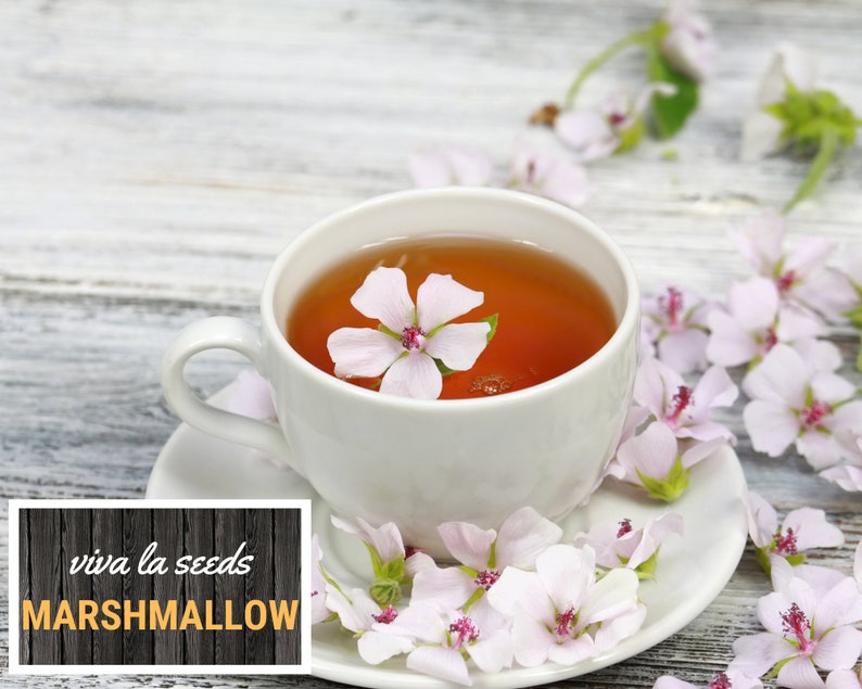 May include: A white teacup with a pink flower floating in a cup of tea. The teacup is on a white saucer surrounded by pink flowers. The text "viva la seeds MARSHMALLOW" is on a wooden sign.
