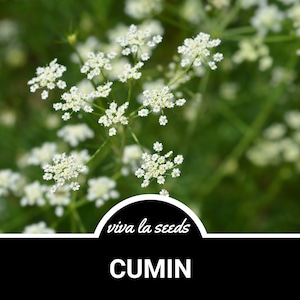 Cumin | 100 Seeds | Medicinal Herb | Culinary Spice | Heirloom | Non-GMO | Cuminum cyminum