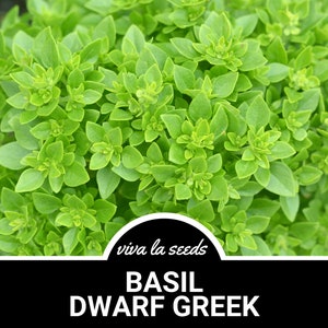 K&ouml;nnte beinhalten: Nahaufnahme einer &uuml;ppigen gr&uuml;nen Basilikumpflanze mit dem Text "viva la seeds BASIL DWARF GREEK" auf schwarzem Hintergrund.