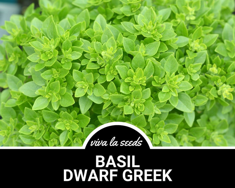 K&ouml;nnte beinhalten: Nahaufnahme einer &uuml;ppigen gr&uuml;nen Basilikumpflanze mit dem Text "viva la seeds BASIL DWARF GREEK" auf schwarzem Hintergrund.