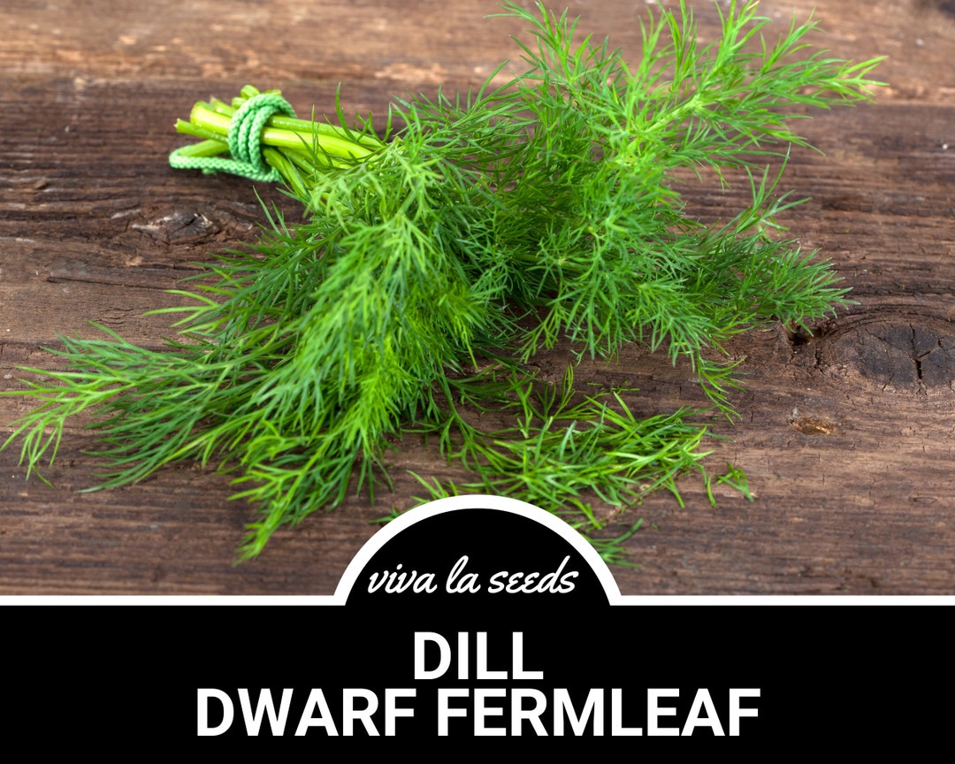 Dill, Dwarf Fernleaf 100 Seeds Medicinal & Culinary Herb Heirloom Non