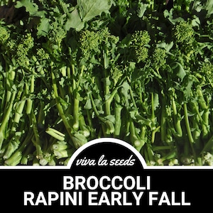 Broccoli, Rapini Early Fall (Raab) | 100 Seeds | Heirloom Vegetable | Open Pollinated | Non-GMO | Brasssica oleracea