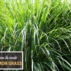 May include: A vibrant image of lemon grass, with long, slender green leaves. The plant is lush and full, with a bright, sunny appearance. A rectangular sign with the text "viva la seeds LEMON GRASS" is at the bottom.