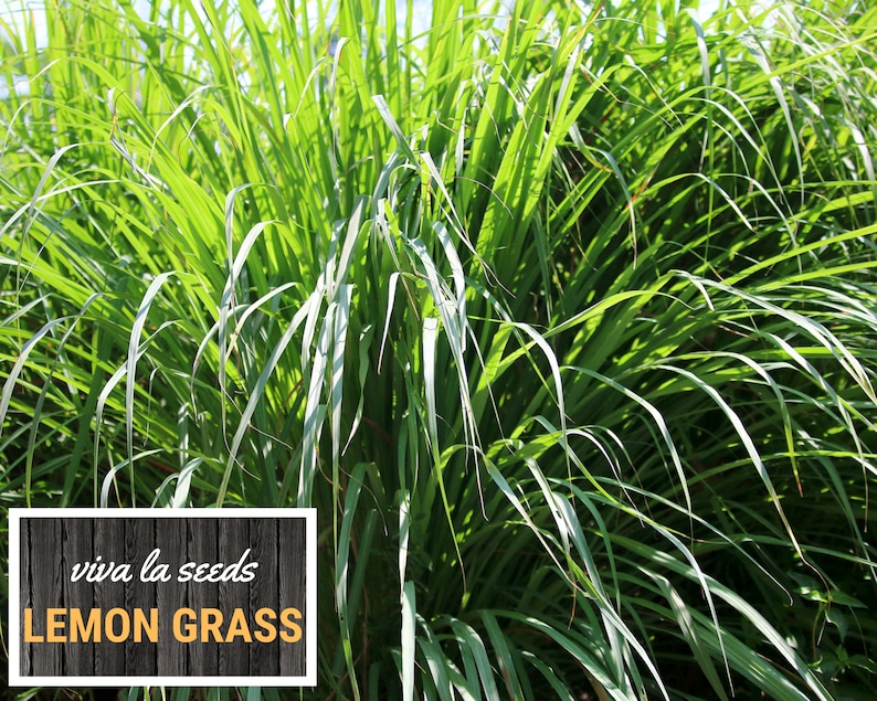May include: A vibrant image of lemon grass, with long, slender green leaves. The plant is lush and full, with a bright, sunny appearance. A rectangular sign with the text "viva la seeds LEMON GRASS" is at the bottom.