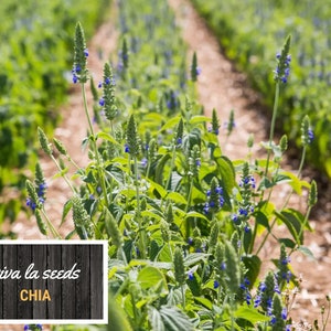 May include: A field of chia plants with blue flowers growing in rows. The plants are tall and slender, with green leaves. The flowers are small and delicate, and they are clustered together in groups. The field is surrounded by a dirt path. The text "viva la seeds CHIA" is visible in the lower left corner of the image.