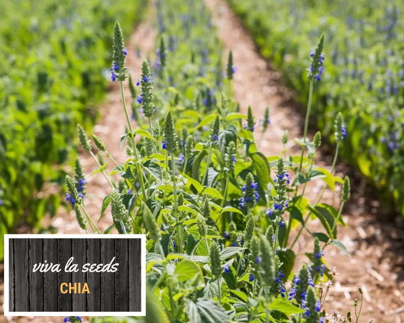 May include: A field of chia plants with blue flowers growing in rows. The plants are tall and slender, with green leaves. The flowers are small and delicate, and they are clustered together in groups. The field is surrounded by a dirt path. The text "viva la seeds CHIA" is visible in the lower left corner of the image.