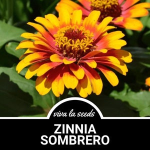 Zinnia, Sombrero | 50 Seeds | Easy to Grow | Non GMO | Zinnia elegans