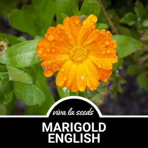 Marigold, English | 100 Seeds | Heirloom Medicinal Herb | Culinary Flower | Non-GMO | Calendula officinalis