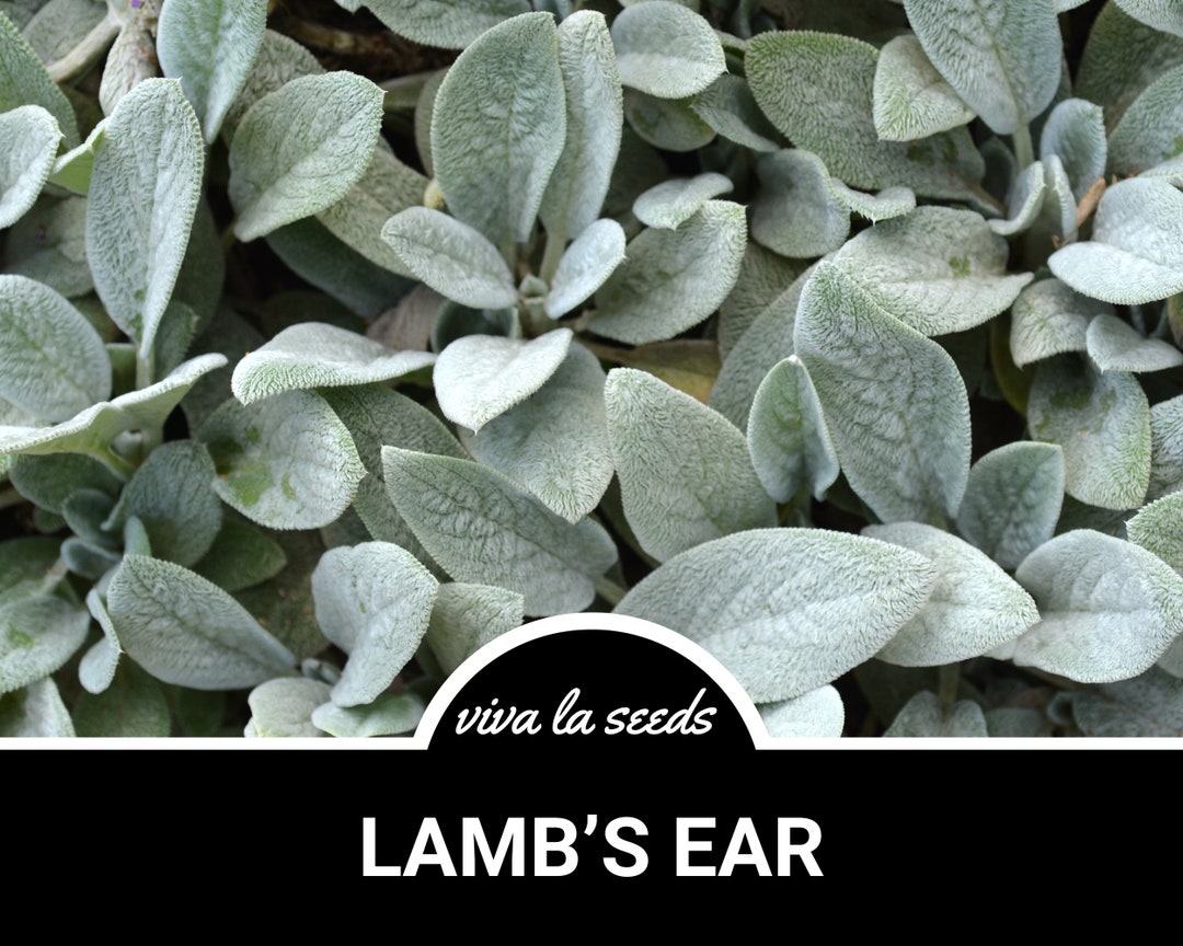 Lamb's Ears 50 Seeds Medicinal Herb Non GMO Stachys Byzantina Lanata Etsy