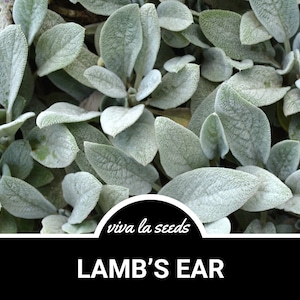 Lamb&#39;s Ears | 50 Seeds | Medicinal Herb | Non GMO | Stachys byzantina lanata