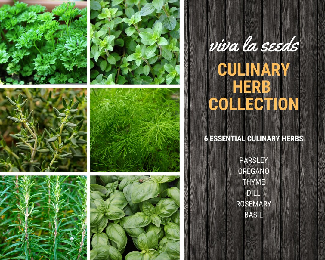 Culinary Herb Seed Collection 6 Essential Culinary Herbs Etsy