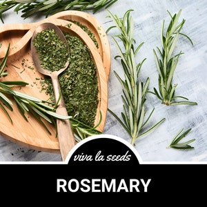 Rosemary | 50 Seeds | Medicinal & Culinary Herb | Non GMO | Rosemarinus officinalis