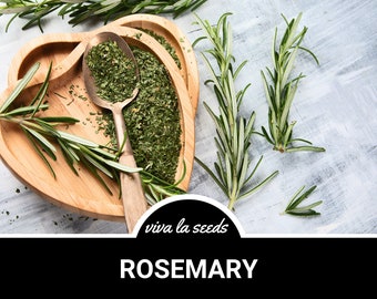 Rosemary | 50 Seeds | Medicinal & Culinary Herb | Non GMO | Rosemarinus officinalis