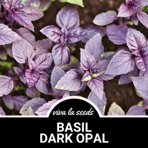 May include: Close-up view of a patch of dark purple basil plants with green veins. The plants are growing in a garden bed. The text "viva la seeds" and "BASIL DARK OPAL" is displayed below the image.