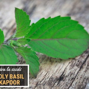 K&ouml;nnte beinhalten: Nahaufnahme einer gr&uuml;nen Heiligen Basilikumpflanze mit dem Text "viva la seeds HOLY BASIL KAPOOR" auf einem Holzgrund.