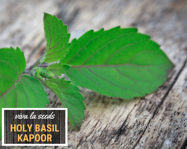 K&ouml;nnte beinhalten: Nahaufnahme einer gr&uuml;nen Heiligen Basilikumpflanze mit dem Text "viva la seeds HOLY BASIL KAPOOR" auf einem Holzgrund.