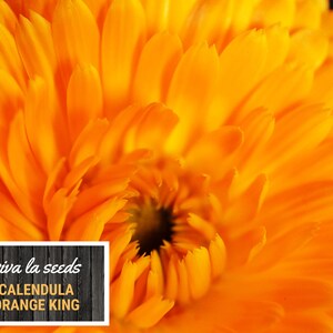 Calendula Orange King 100 Seeds Medicinal Herb Natural Mosquito Repellant Non GMO Calendula officinalis image 4