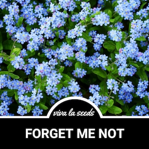 No me olvides / 100 semillas / Flor silvestre estadounidense / Flor de jardín / Myosotis sylvatica