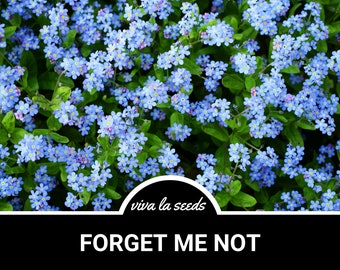 Forget Me Not | 100 Seeds | US Wildflower | Garden Flower | Myosotis sylvatica