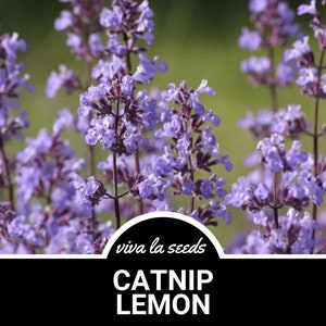 Catnip, Lemon | 250 Seeds | Medicinal & Culinary Herb | Heirloom | Lemon Scented Catnip | Non GMO | Nepeta cataria v. Citriodoa