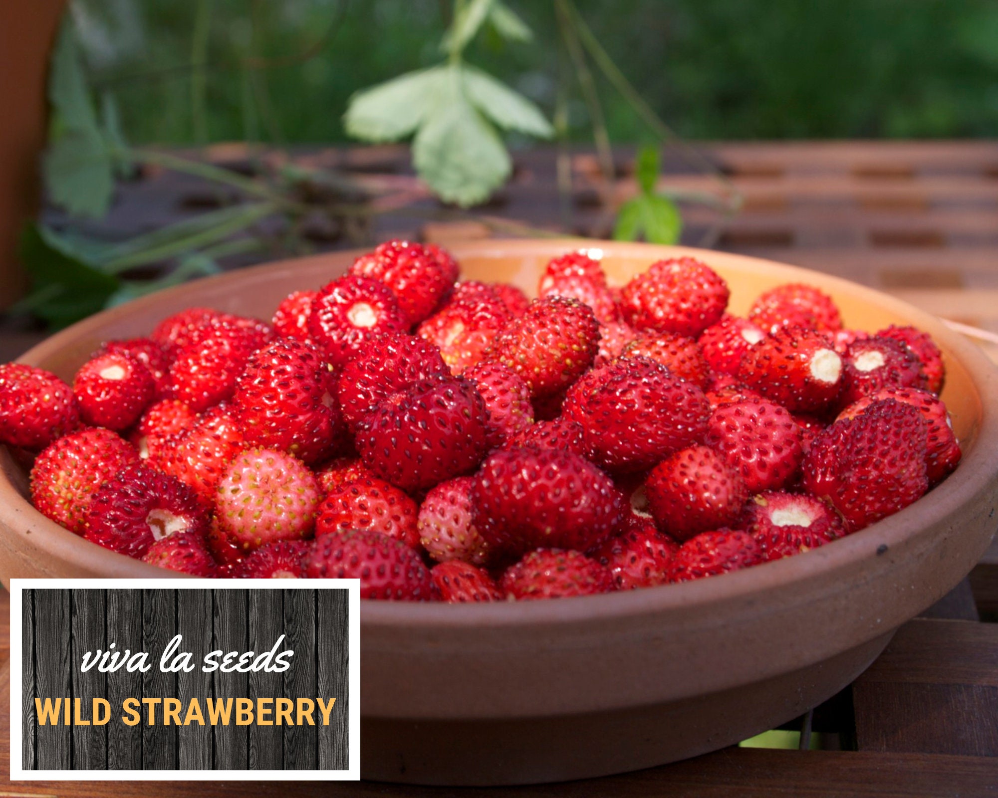 Wild Strawberry Seeds Fragaria Vesca "Rujana", 600 Hundred Seeds