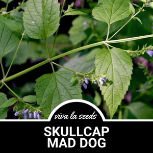 Skullcap, Official | 50 Seeds | Medicinal Herb | Heirloom | Non-GMO | Scutellaria lateriflora
