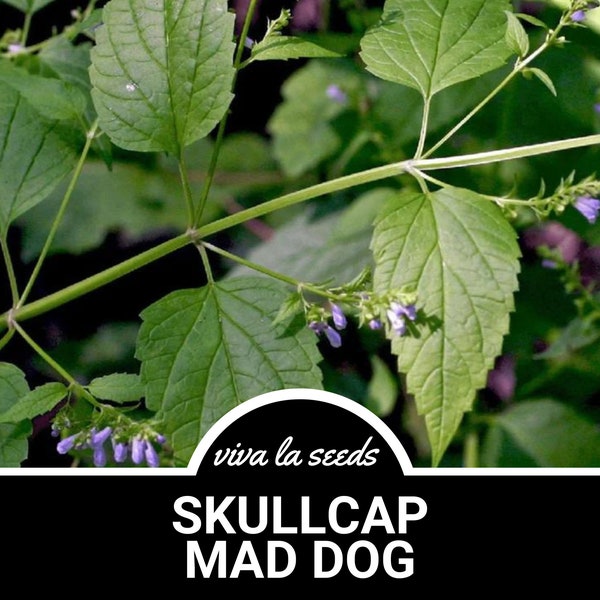 Skullcap, Official | 50 Seeds | Medicinal Herb | Heirloom | Non-GMO | Scutellaria lateriflora