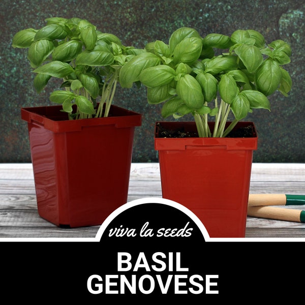 Basil, Genovese | 250 Seeds | Medicinal & Culinary Herb | Heirloom