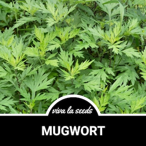 Mugwort | 100 Seeds | Medicinal Herb | Non GMO | Artemisia Vulgaris