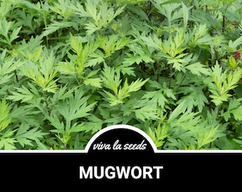 Mugwort | 100 Seeds | Medicinal Herb | Non GMO | Artemisia Vulgaris