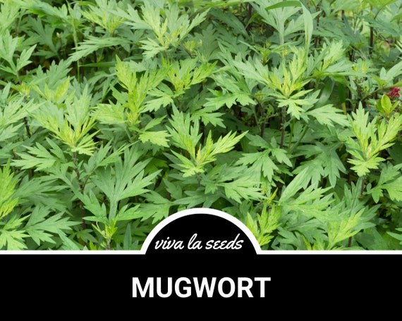 Mugwort | 200 Seeds | Medicinal Herb | Non GMO | Artemisia Vulgaris