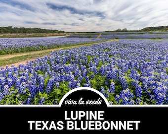 May include: A field of bluebonnet wildflowers, also known as Texas lupine, with a dirt track leading through the centre. The text "viva la seeds" and "LUPINE TEXAS BLUEBONNET" is at the bottom of the image.