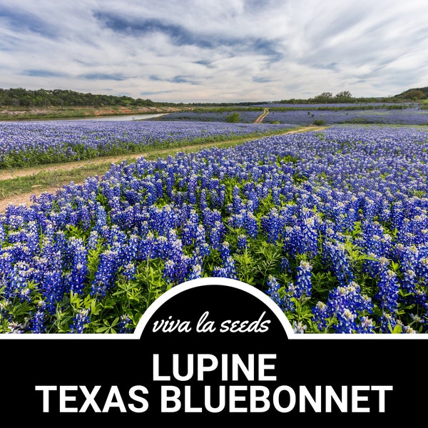 Lupine, Texas Bluebonnet | 50 Seeds | State Flower of Texas | Lupinus texensis