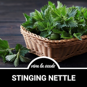 Stinging Nettle | 100 Seeds | Medicinal & Culinary Herb | Non GMO | Urtica dioica