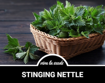Stinging Nettle | 100 Seeds | Medicinal & Culinary Herb | Non GMO | Urtica dioica