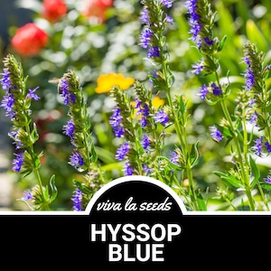 Hyssop, Blue | 200 Seeds | Medicinal | Culinary Herb | Non GMO | Hyssopus officinalis