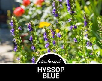 Hyssop, Blue | 200 Seeds | Medicinal | Culinary Herb | Non GMO | Hyssopus officinalis