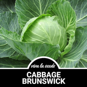 Cabbage, Brunswick | 200 Seeds | Heirloom Vegetable | Open Pollinated | Non-GMO | Brassica rapa