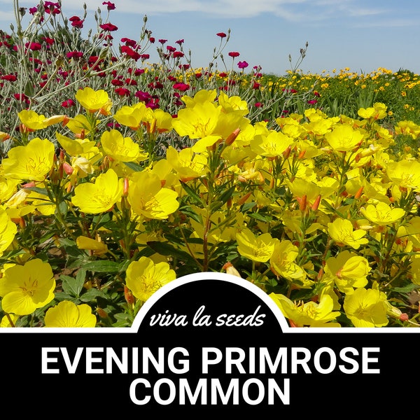 Evening Primrose, Common | 100 Seeds | Medicinal | Culinary Herb | Heirloom | Oenothera lamarckiana