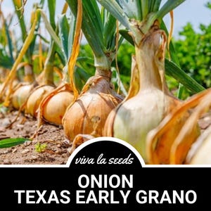 Onion, Texas Early Grano | 200 Seeds | Heirloom Vegetable | Open Pollinated | Non-GMO | Allium cepa