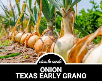 Oignon, Texas Early Grano | 200 graines | Légume ancien | Pollinisation libre | Sans OGM | Allium cepa