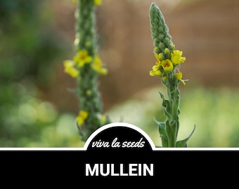 Mullein, Common | 200 Seeds | Medicinal | Heirloom | NonGMO | Verbascum thapsus