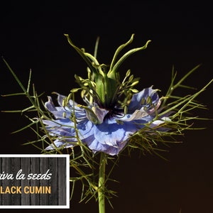 May include: A close-up of a blue and green Nigella flower, also known as black cumin, with the text "viva la seeds BLACK CUMIN" on a wooden background.