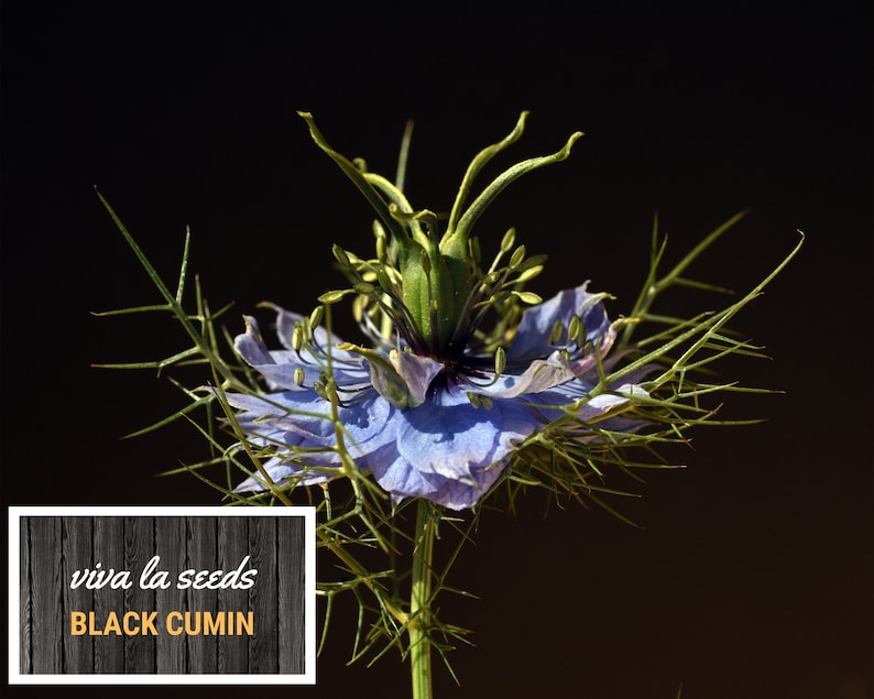 May include: A close-up of a blue and green Nigella flower, also known as black cumin, with the text "viva la seeds BLACK CUMIN" on a wooden background.