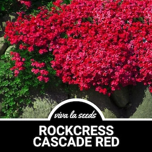 Rockcress, Cascade Red | 50 Seeds | Cascading Flowers | Aubrieta hybrda