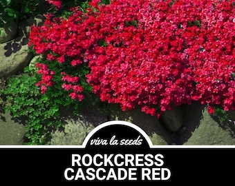 Rockcress, Cascade Red | 50 Seeds | Cascading Flowers | Aubrieta hybrda
